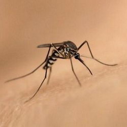 Загадка про комара