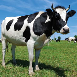 Загадка про корову