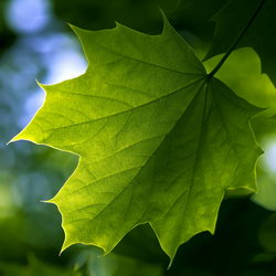 Загадка про листья