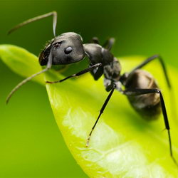 Загадка про муравья