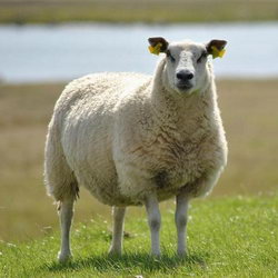 Загадка про овцу