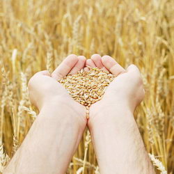 Загадка про зерно